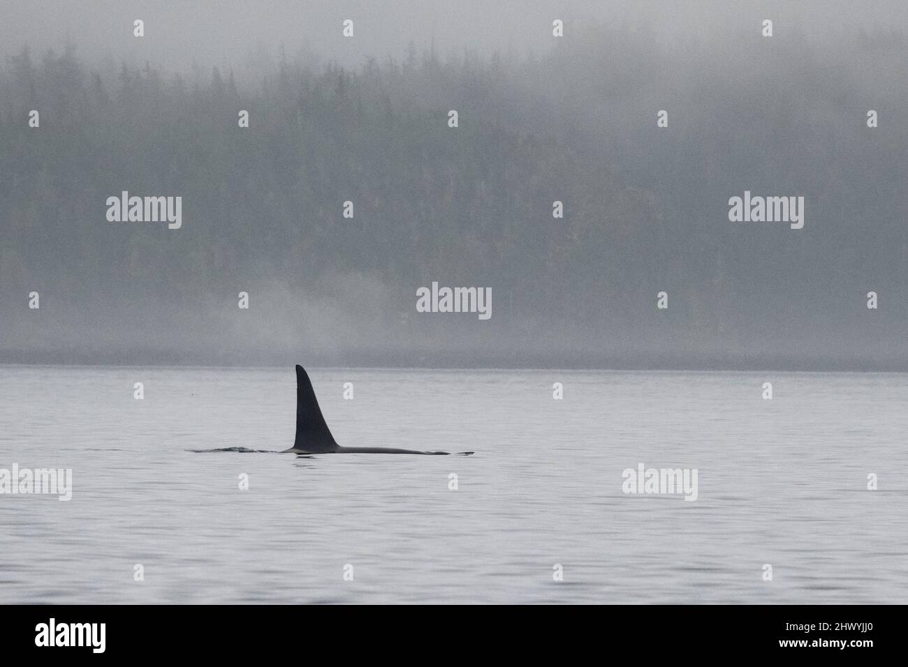 Dorasal Fin of an Orca Killer Whale breaching the ocean surface in the Johnstone Strait, North Vancouver Island, British Columbia, Canada Stock Photo