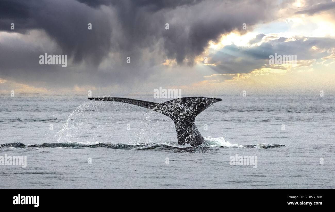 Tail Fluke of a Humpback Whale breaching the ocean surface in the Johnstone Strait, North Vancouver Island, British Columbia, Canada Stock Photo