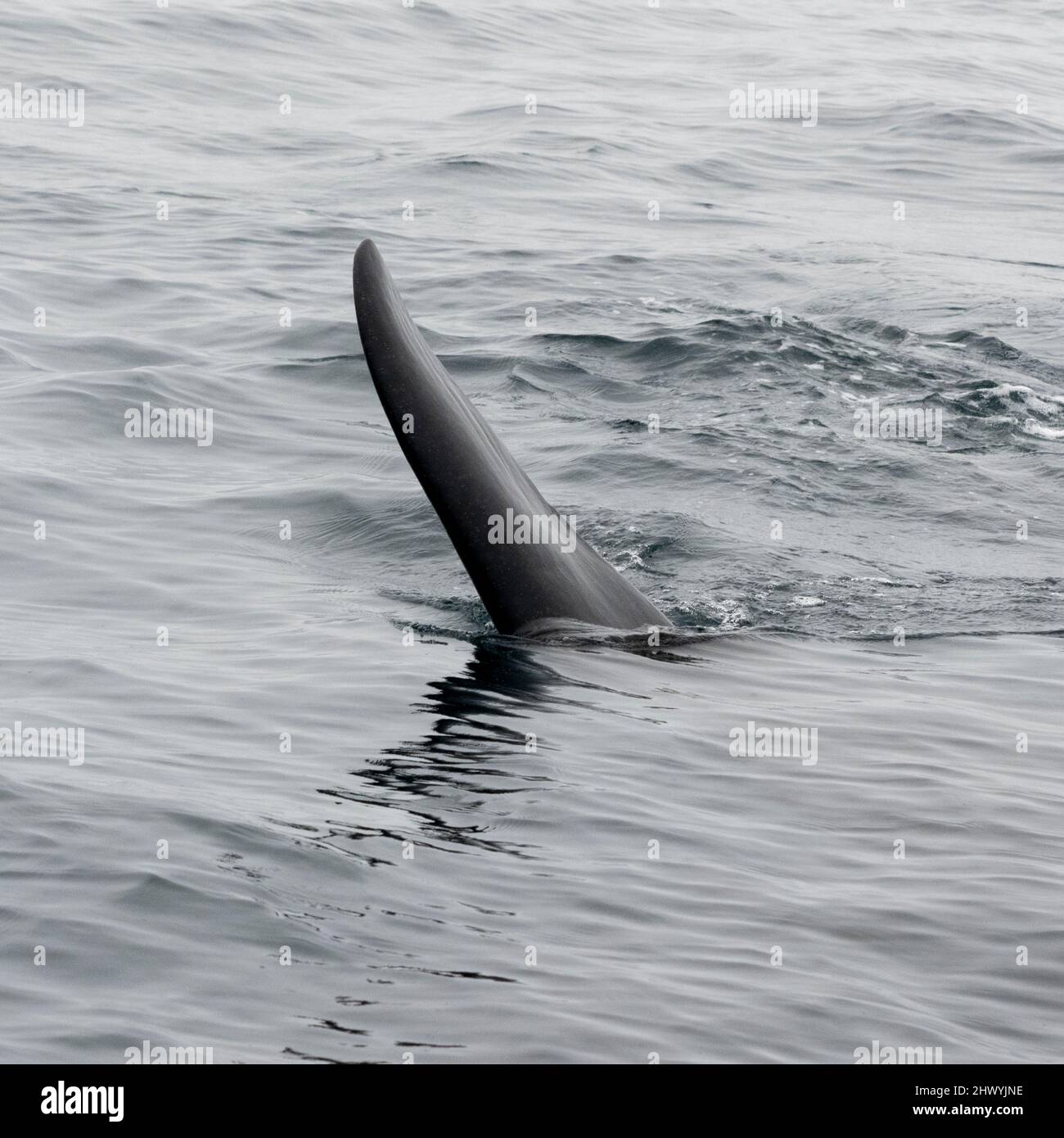 Dorasal Fin of an Orca Killer Whale breaching the ocean surface in the Johnstone Strait, North Vancouver Island, British Columbia, Canada Stock Photo