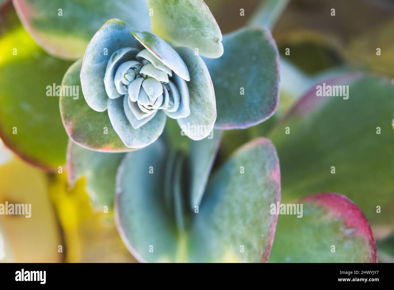 Close up of flapjack succulent. Stock Photo