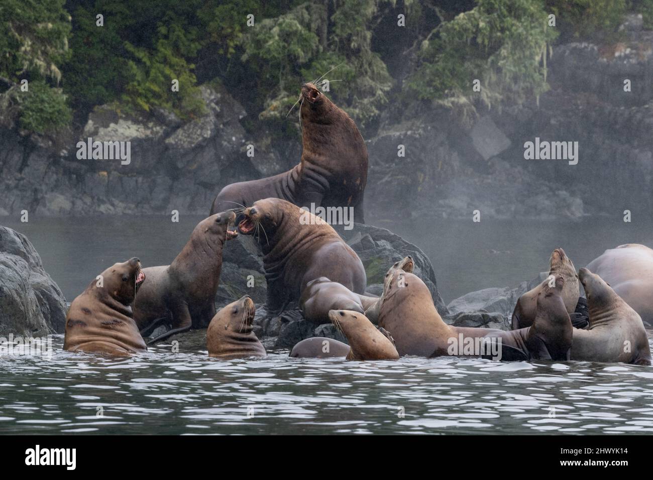 Sea lions on the rocky shoreline along Johnstone Strait, Vancouver Island, British Columbia, Canada Stock Photo