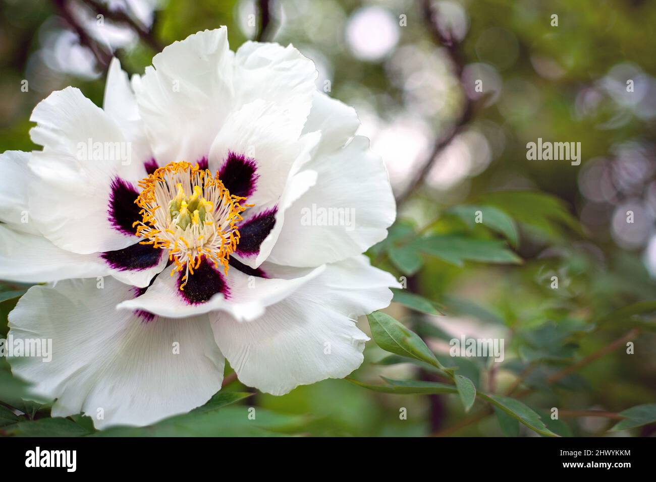 Floral background. White tree peony flower close-up, copy space Stock Photo