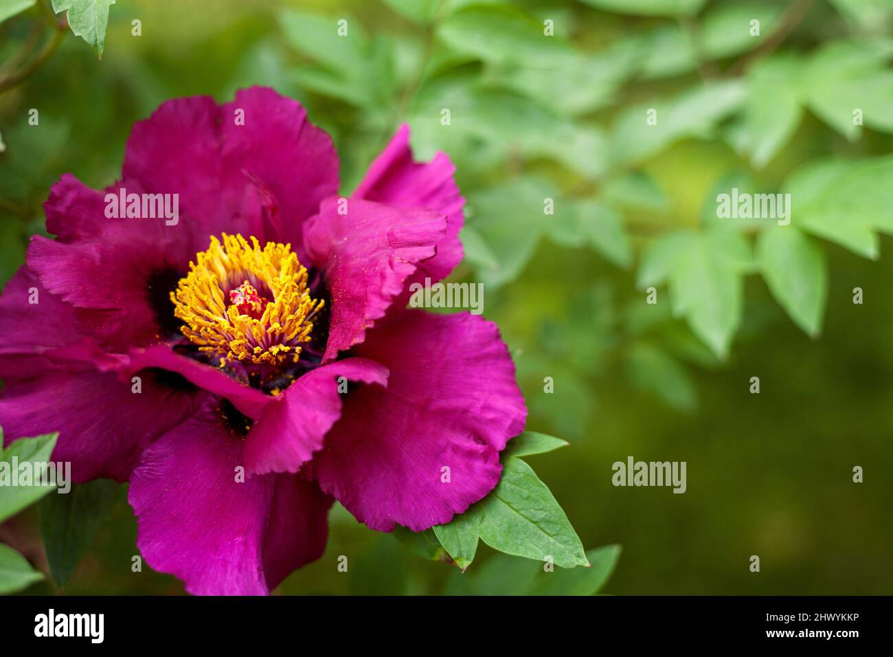 Floral spring or summer background with copy space. Purple Tree Peony flower close-up Stock Photo