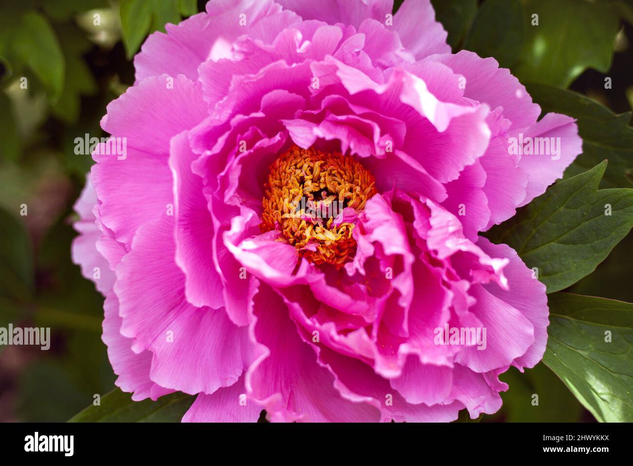 Floral spring or summer background. Pink tree peony flower close-up. Stock Photo