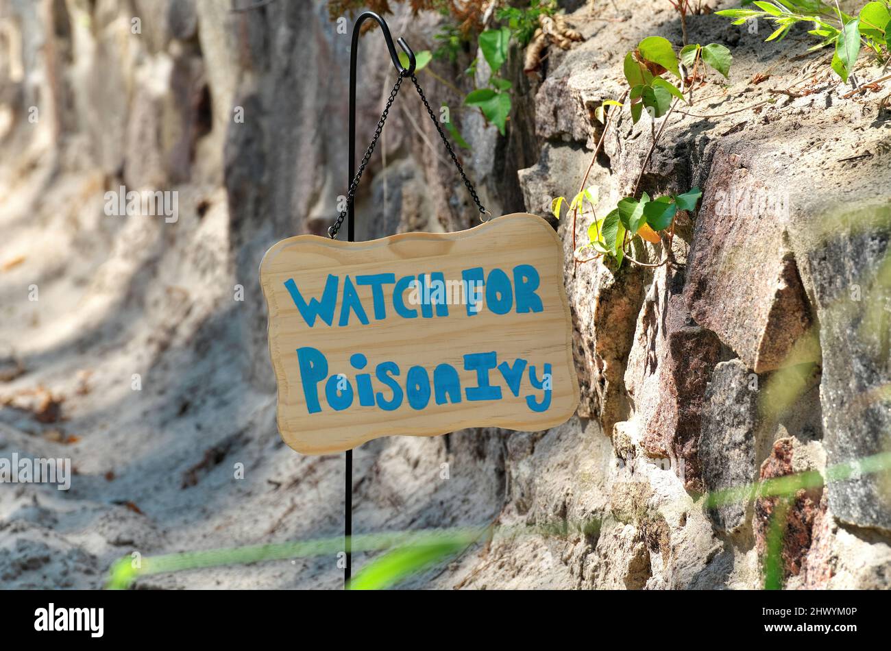 Hand Painted Watch For Poison Ivy Sign Along Sandy Beach Trail beside Vine of Poison Ivy  Stock Photo