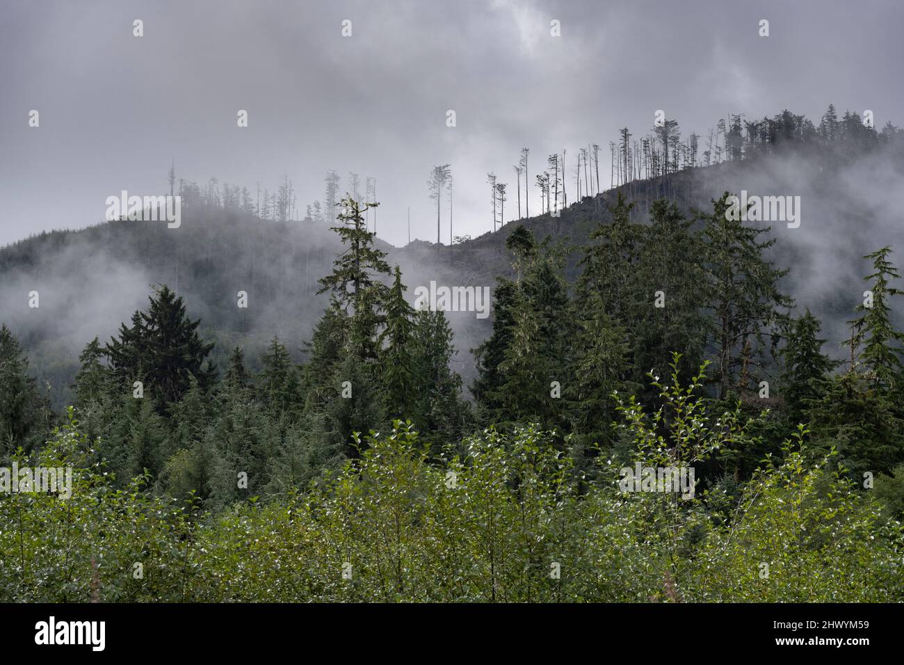 Misty Landscape along Regional District of Mount Waddington Vancouver Island, British Columbia, Canada Stock Photo