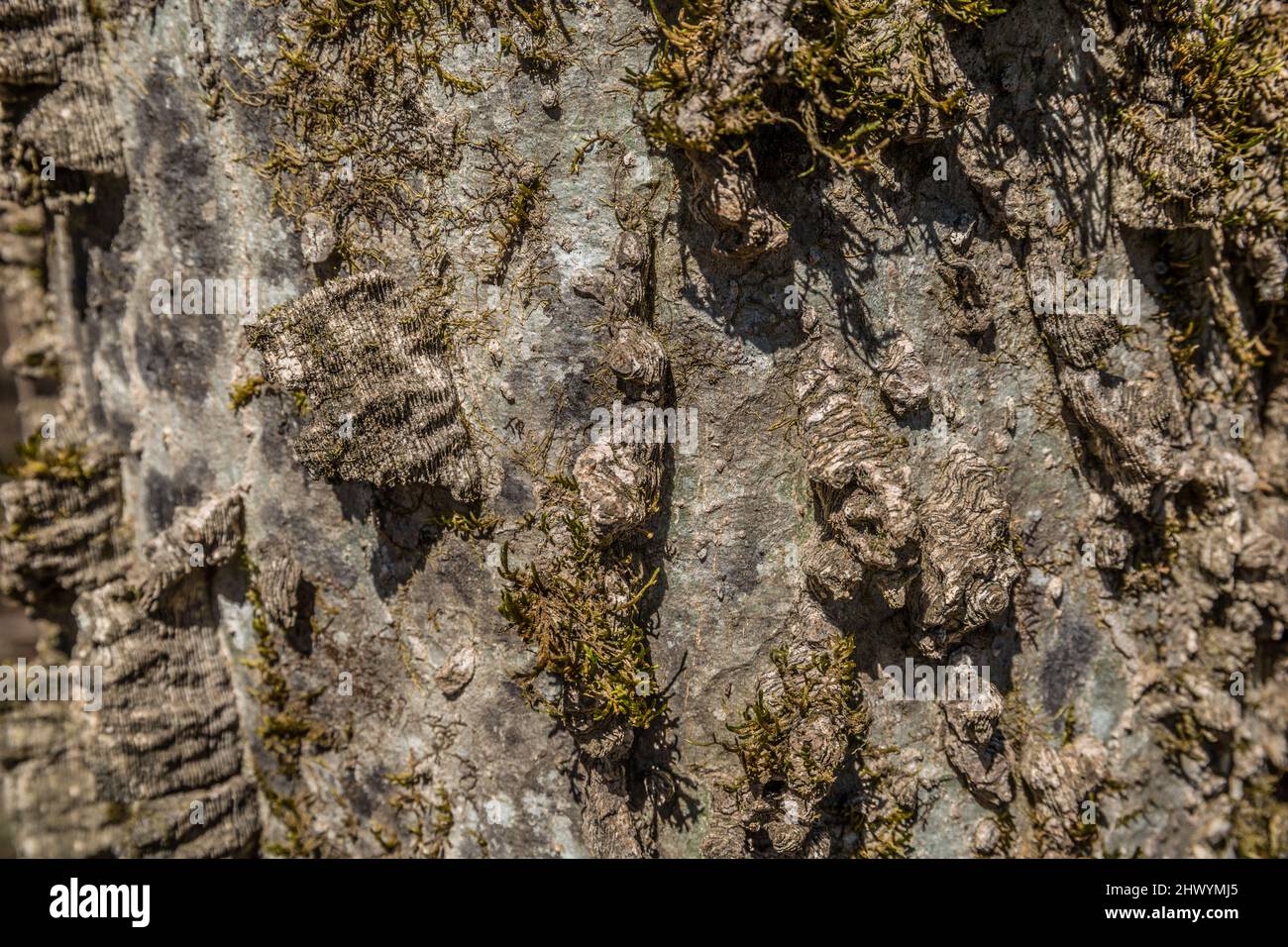 Hackberry tree bark with moss attached to the rough and bumpy texture of the outer cortex closeup view on a bright sunny day Stock Photo