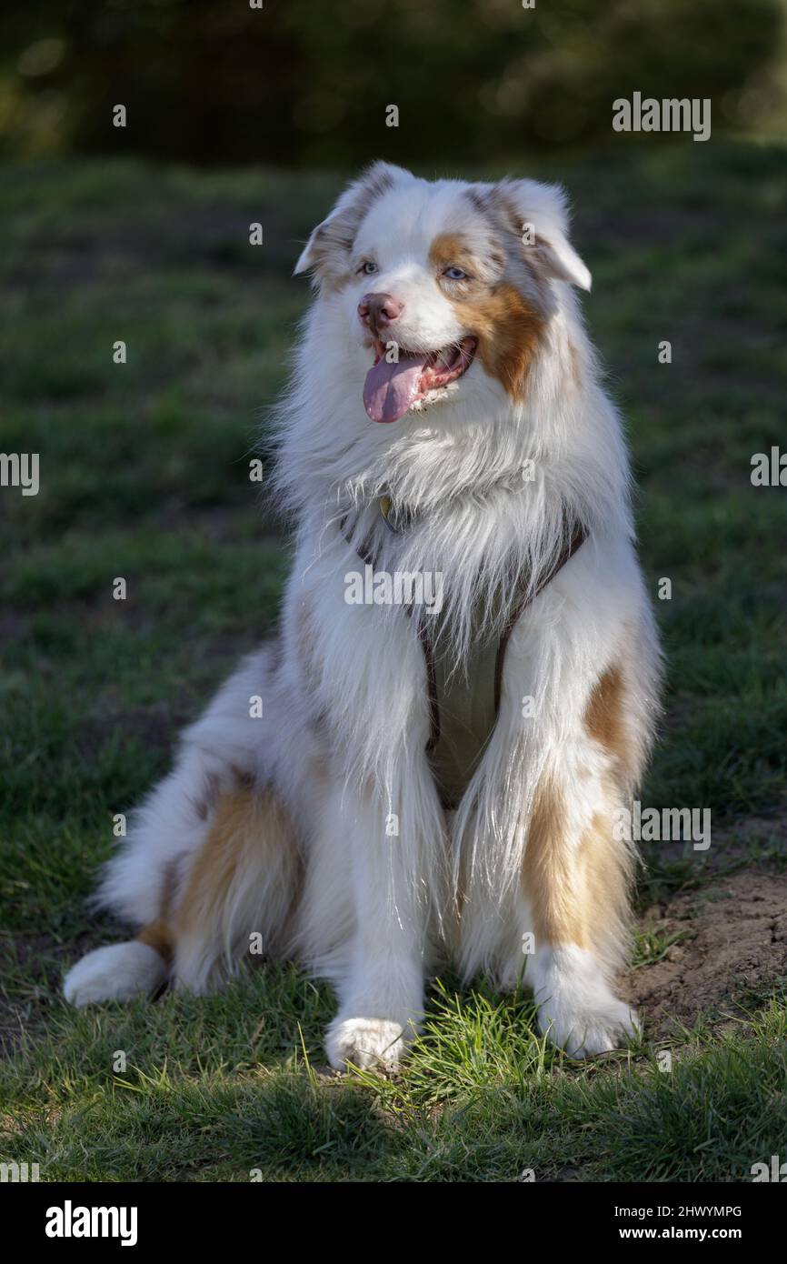 2-Year-Old Red Merle Bicolor Australian Shepherd Male Puppy. Off-leash dog park in Northern California. Stock Photo