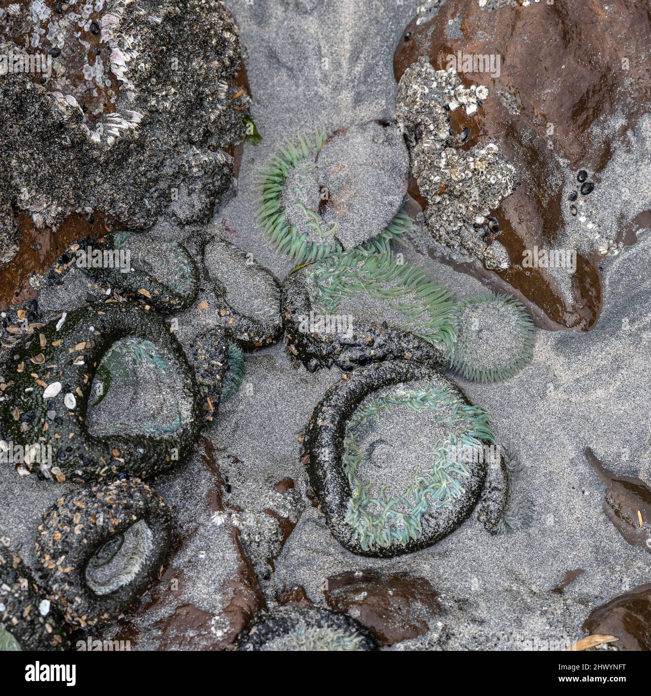Seashells along the Sandy Shoreline in Cape Scott Provincial Park, San Josef Bay, Vancouver Island, British Columbia, Canada Stock Photo