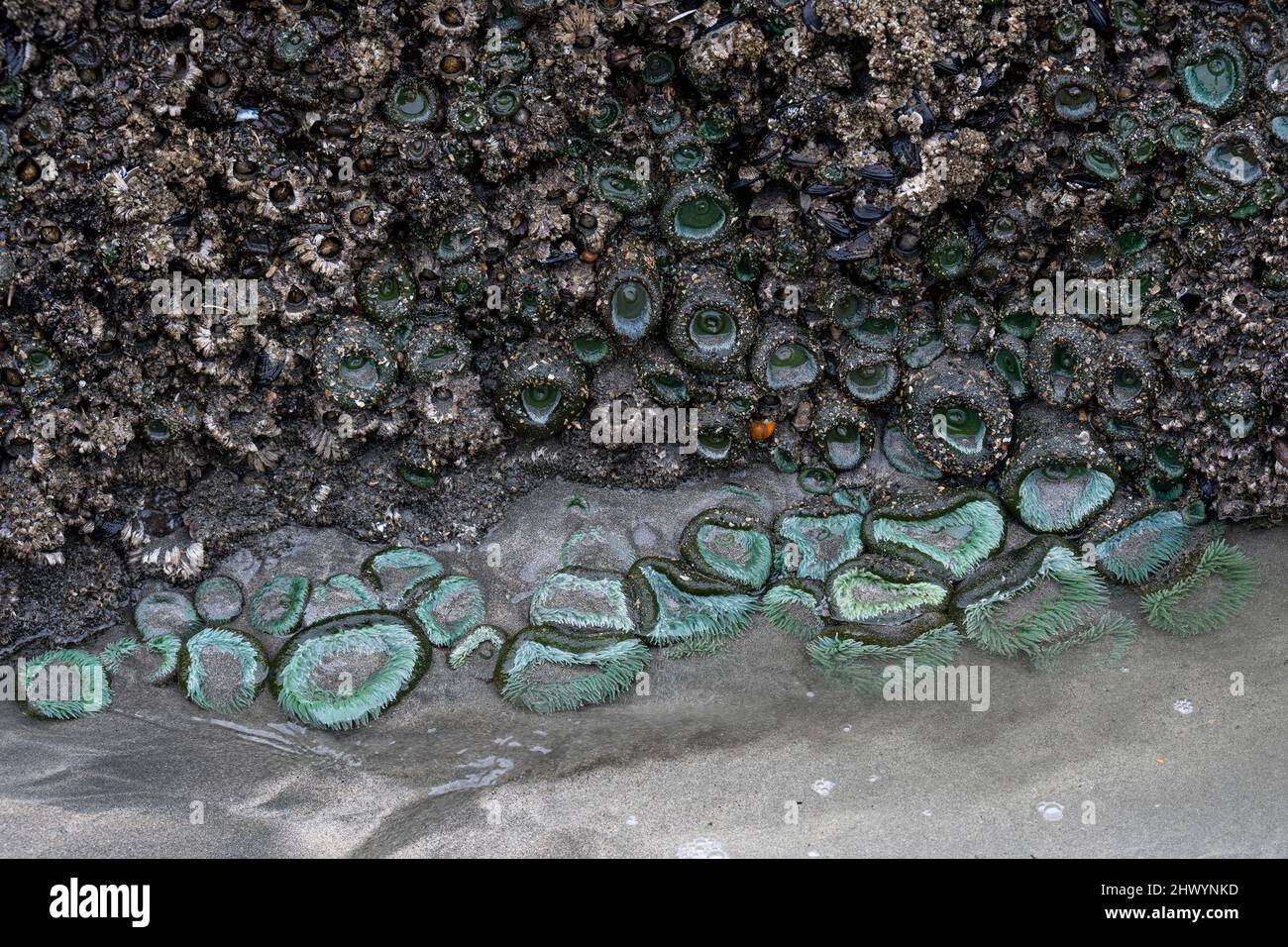 Seashells along the Sandy Shoreline in Cape Scott Provincial Park, San Josef Bay, Vancouver Island, British Columbia, Canada Stock Photo