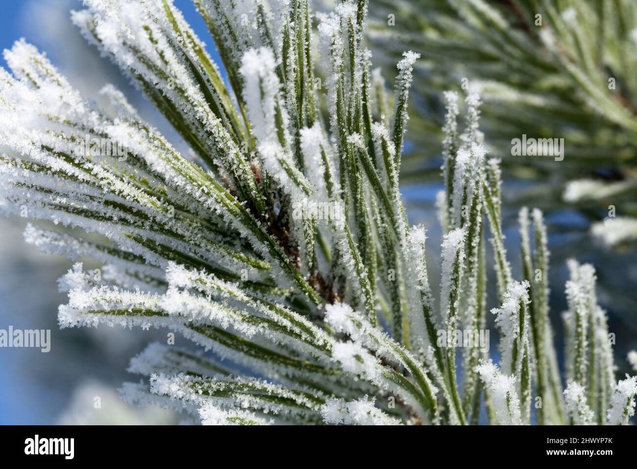 Pine-tree branch covered with frost Stock Photo - Alamy