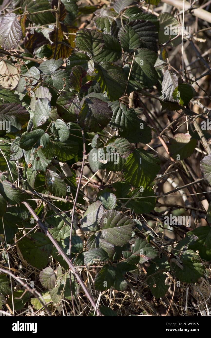 Brambles Towpath River Stort Harlow Essex Stock Photo Alamy