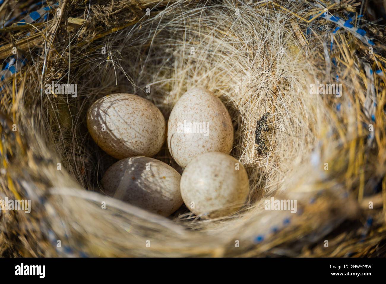 Four small bird eggs in the nest, close up background Stock Photo - Alamy
