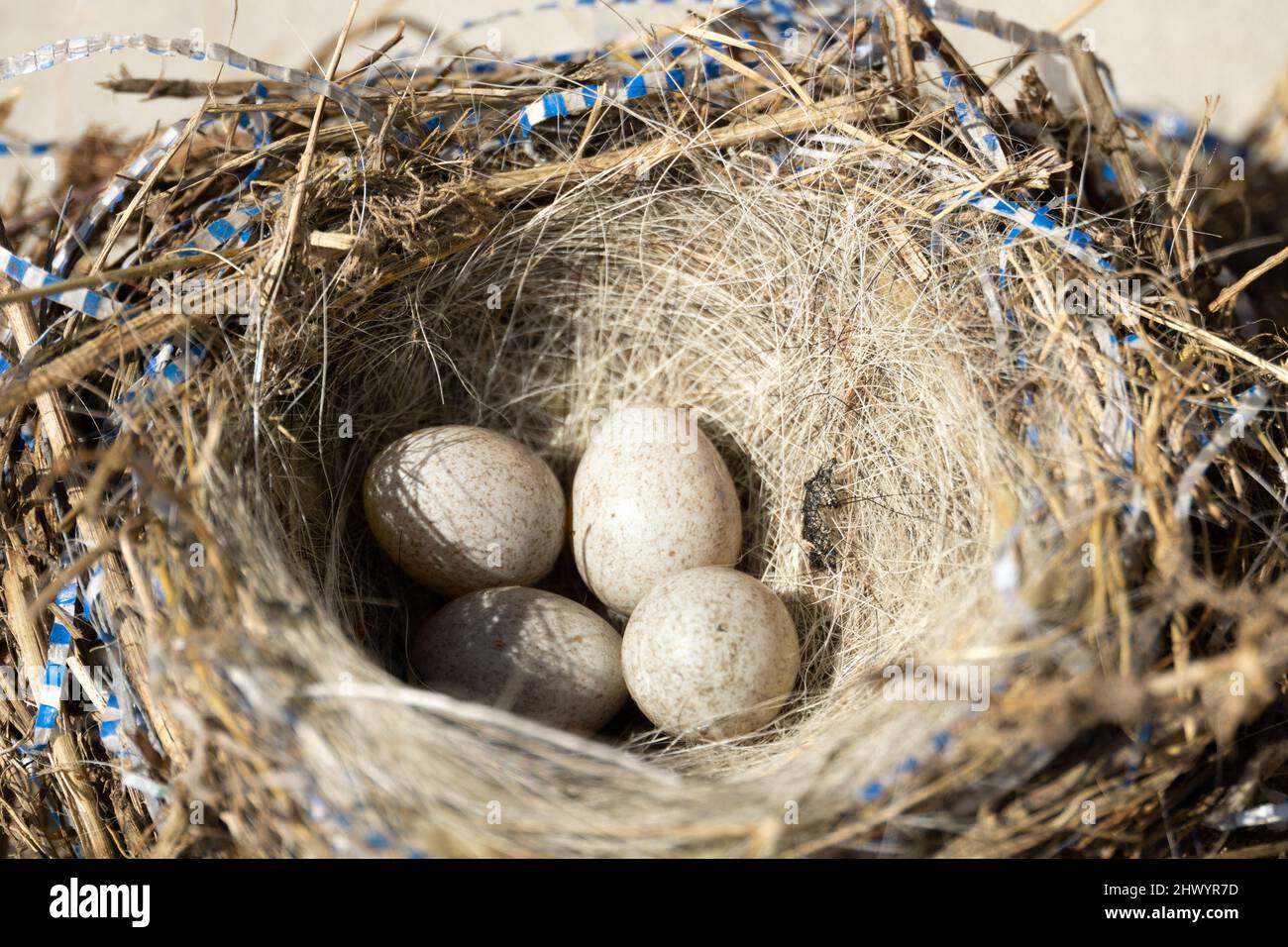 Four small bird eggs in the nest, close up background Stock Photo - Alamy