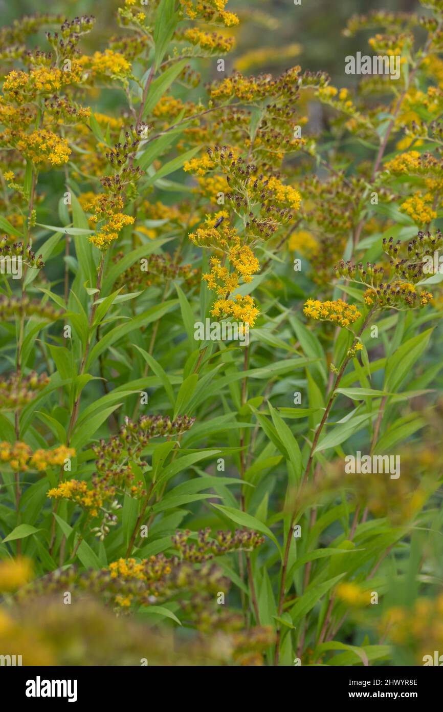 Riesen-Goldrute, Riesengoldrute, Späte Goldrute, Hohe Goldrute, Solidago gigantea, tall goldenrod, giant goldenrod, Le Solidage géant, le Verge d'or g Stock Photo