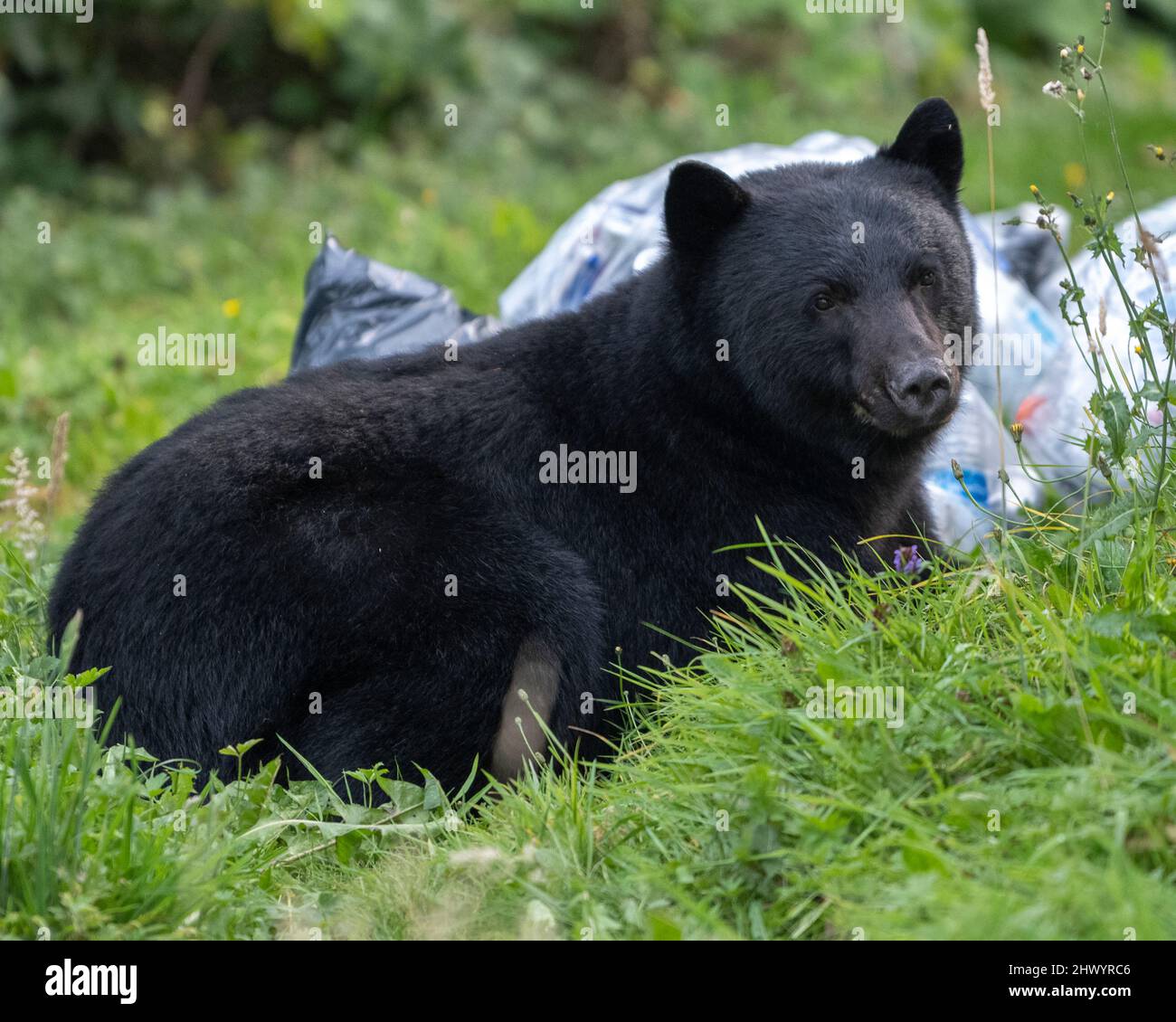 Black Bear near Port Hardy, Vancouver Island, British Columbia, Canada Stock Photo