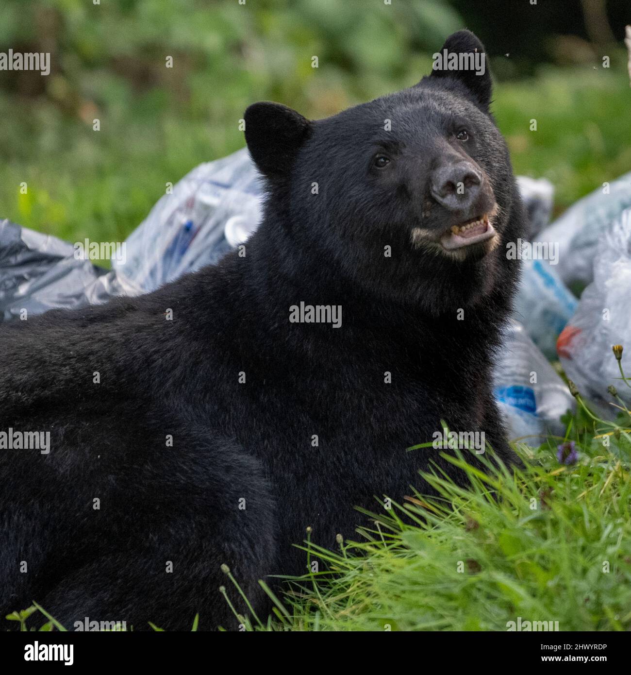 Black Bear near Port Hardy, Vancouver Island, British Columbia, Canada Stock Photo