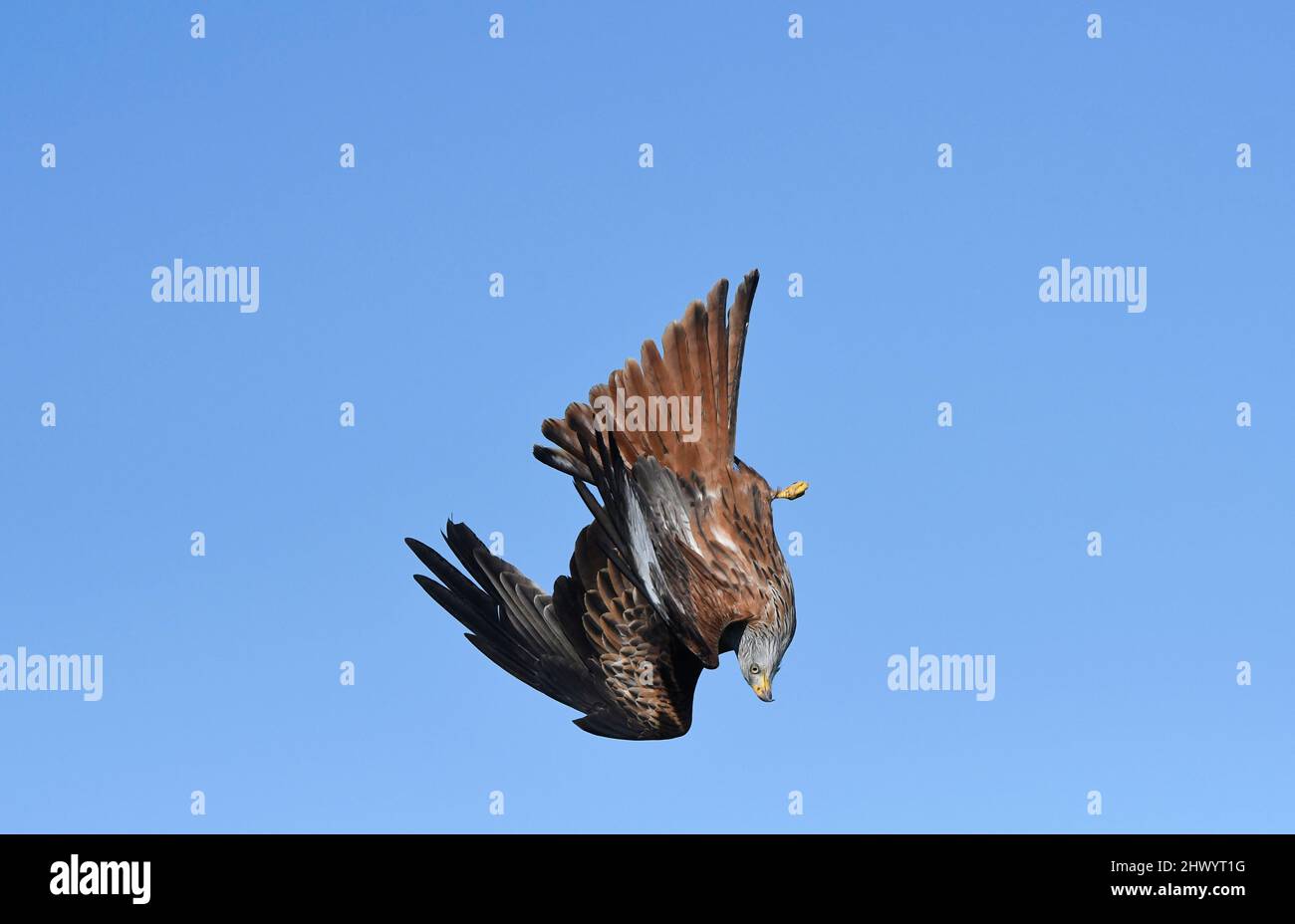 Red Kite (Milvus milvus) adult in flight against blue sky, Buckinghamshire, England, February Stock Photo