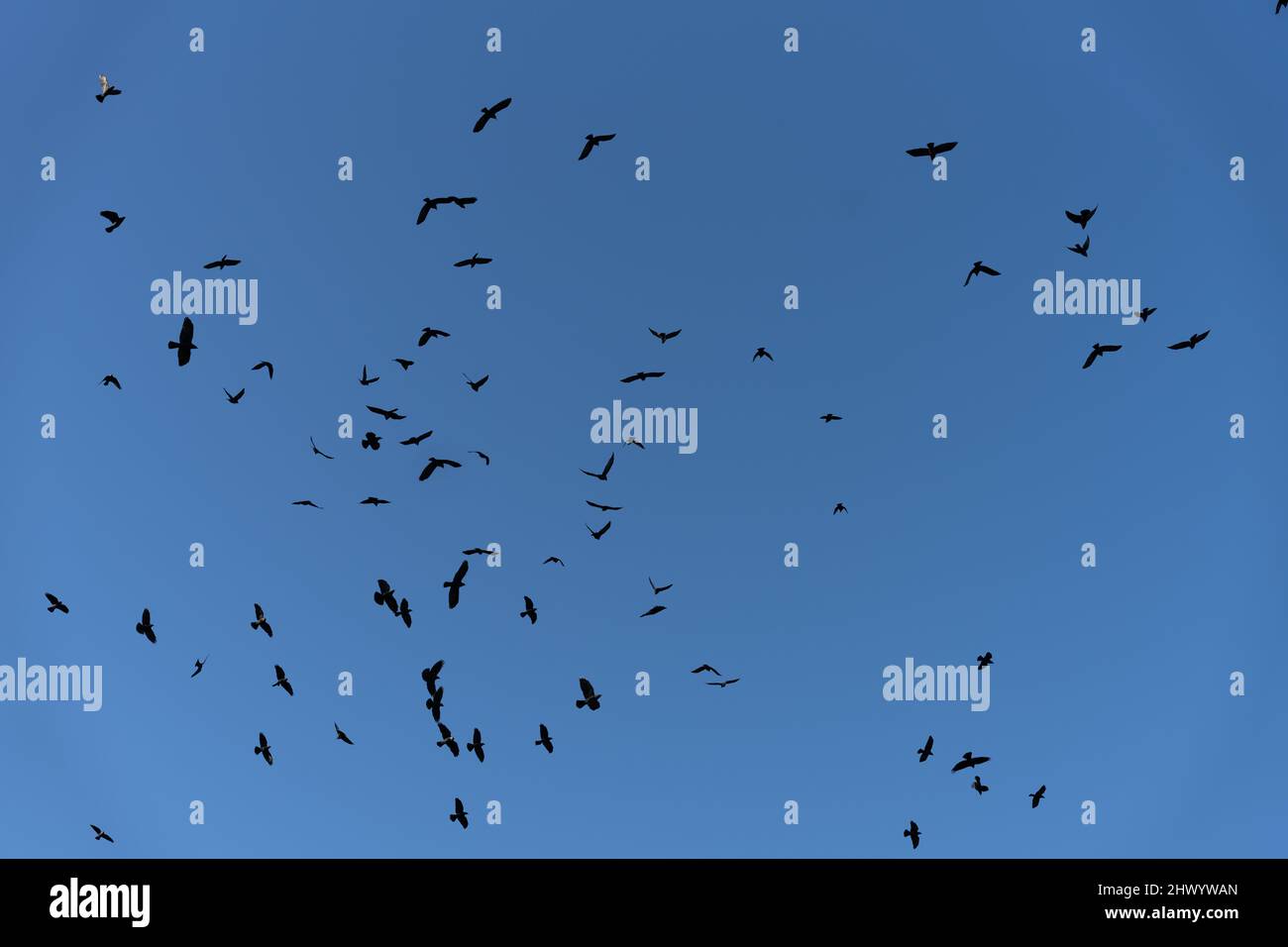 large group of Jackdaw birds flying against a clear blue sky Stock