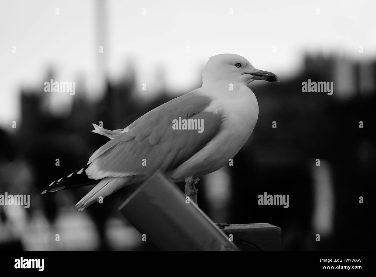 Herring gull seagull black and white side profile image bird perched on telescope Stock Photo