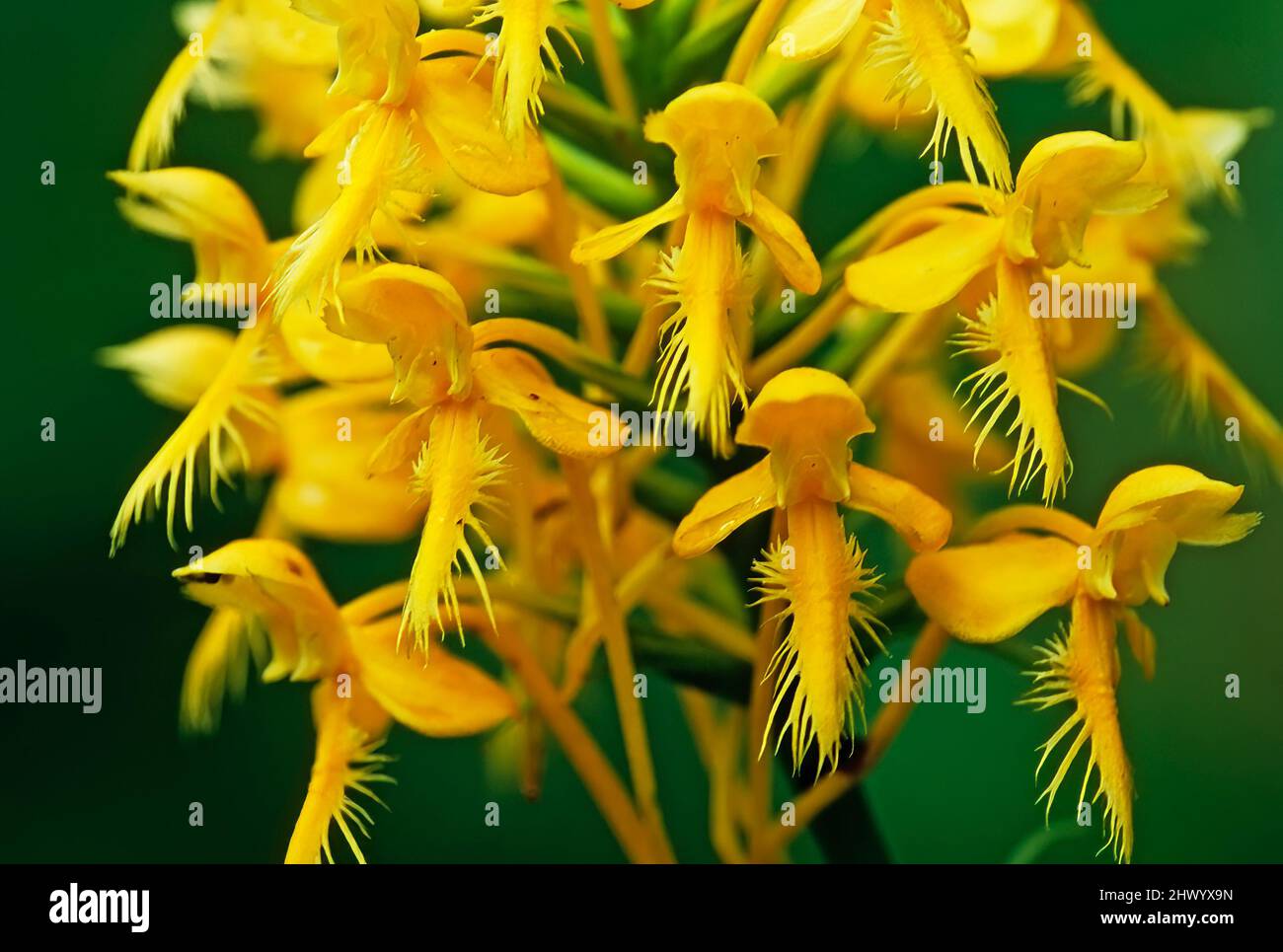 Yellow-fringed orchid flowering in Suffolk County, Long Island Stock Photo