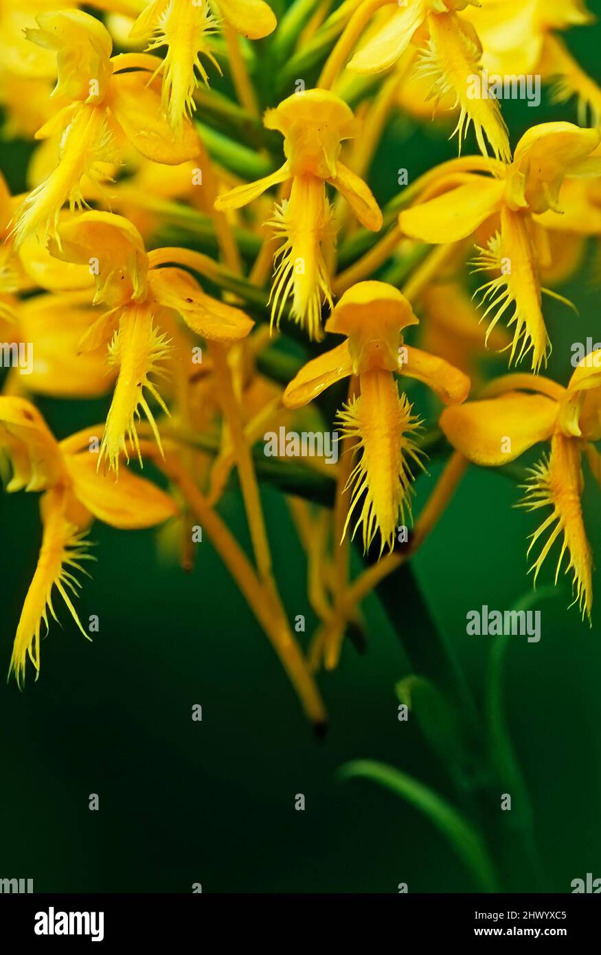 Yellow-fringed orchid Suffolk County, Long Island Stock Photo