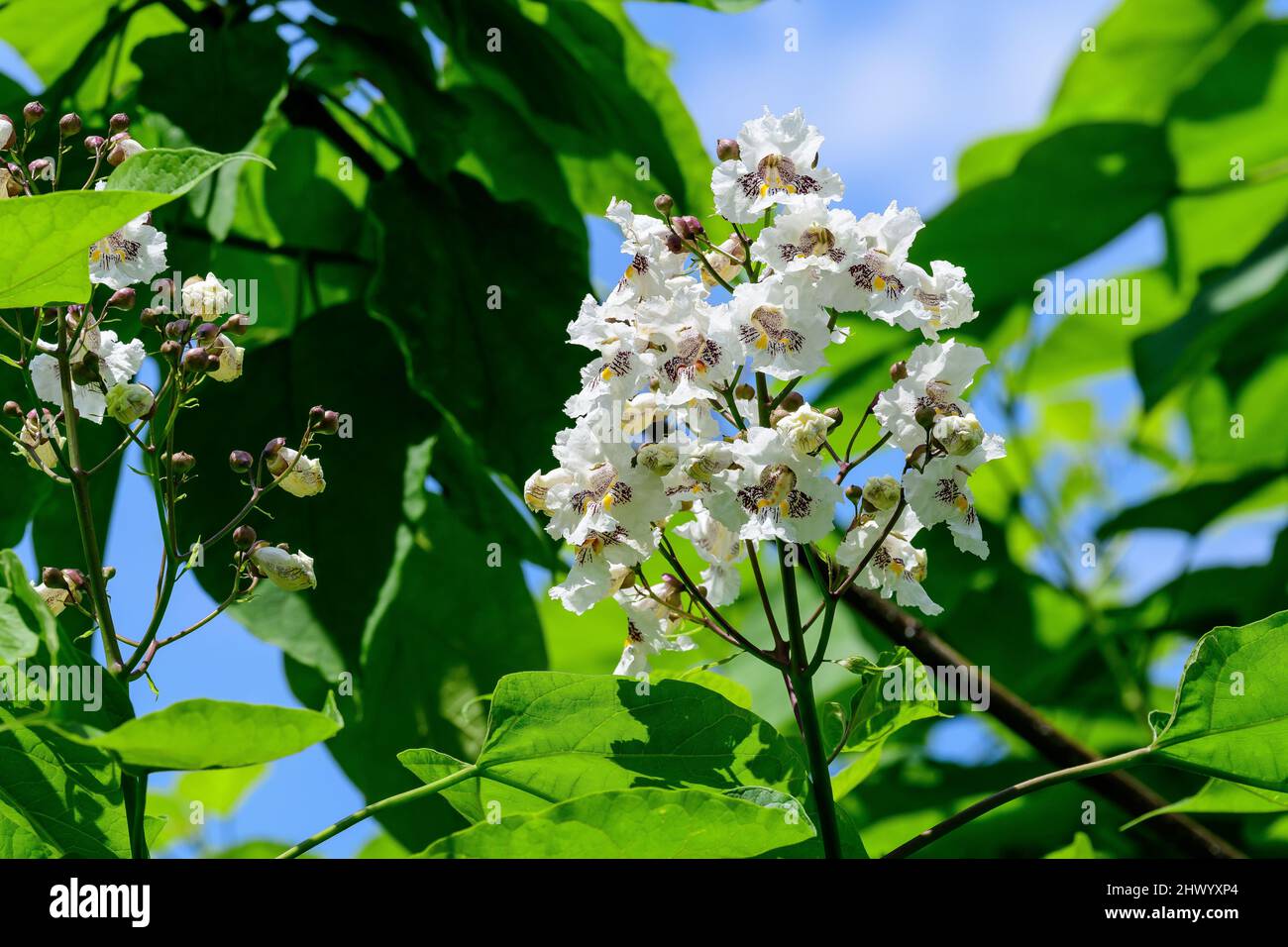 Large branches with decorative white flowers and green leaves of Catalpa bignonioides plant commonly known as southern catalpa, cigartree or Indian be Stock Photo