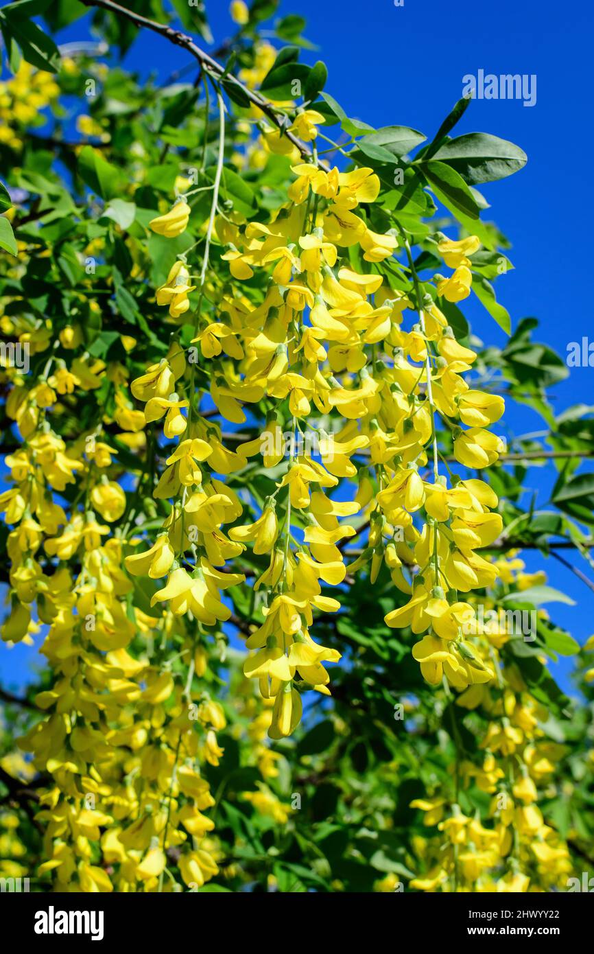 Tree with many yellow flowers and buds of Laburnum anagyroides, the common  laburnum, golden chain or golden rain, in full bloom in a sunny spring gard  Stock Photo - Alamy