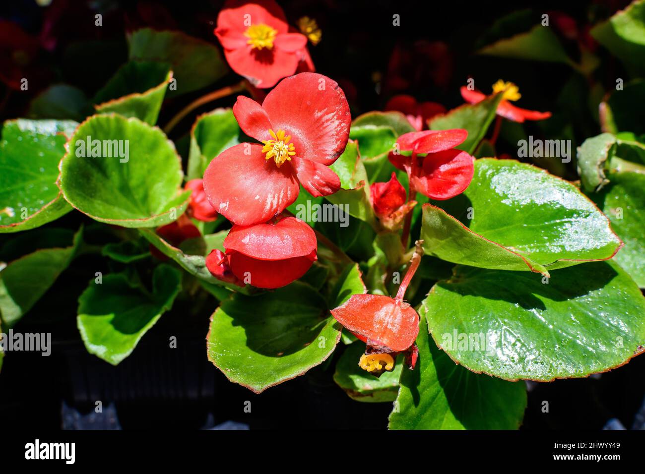 Small red begonia flowers with fresh green leaves in a garden pot in a sunny summer day, perennial flowering plants in the family Begoniaceae, vivid f Stock Photo