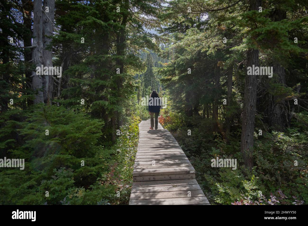 Rear view of a female tourist walking along a wooden pathway on Paradise Meadows Hike, Forbidden Plateau, Mount Washington, British Columbia, Canada Stock Photo