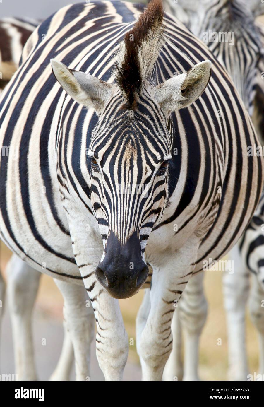 Heavily pregnant Plains Zebra, Pilanesberg National Park Stock Photo
