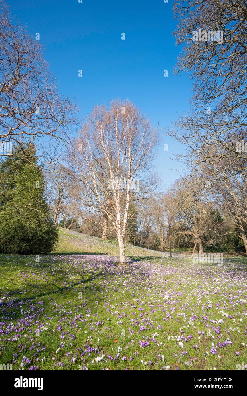 A carpet of crocuses surround a silver birch tree in Backhouse Park, Sunderland, north east England, UK Stock Photo