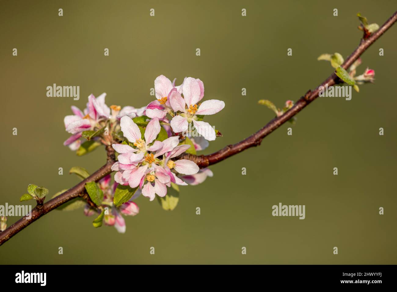 Apple Blossom; Spring; UK Stock Photo
