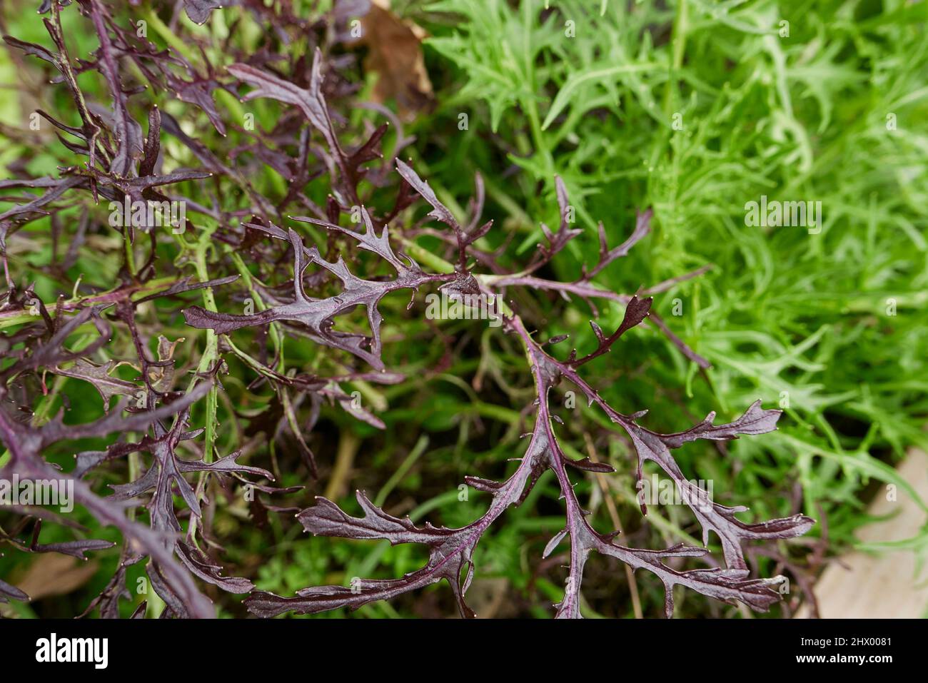Brassica rapa var. Niposinica fresh leaves Stock Photo