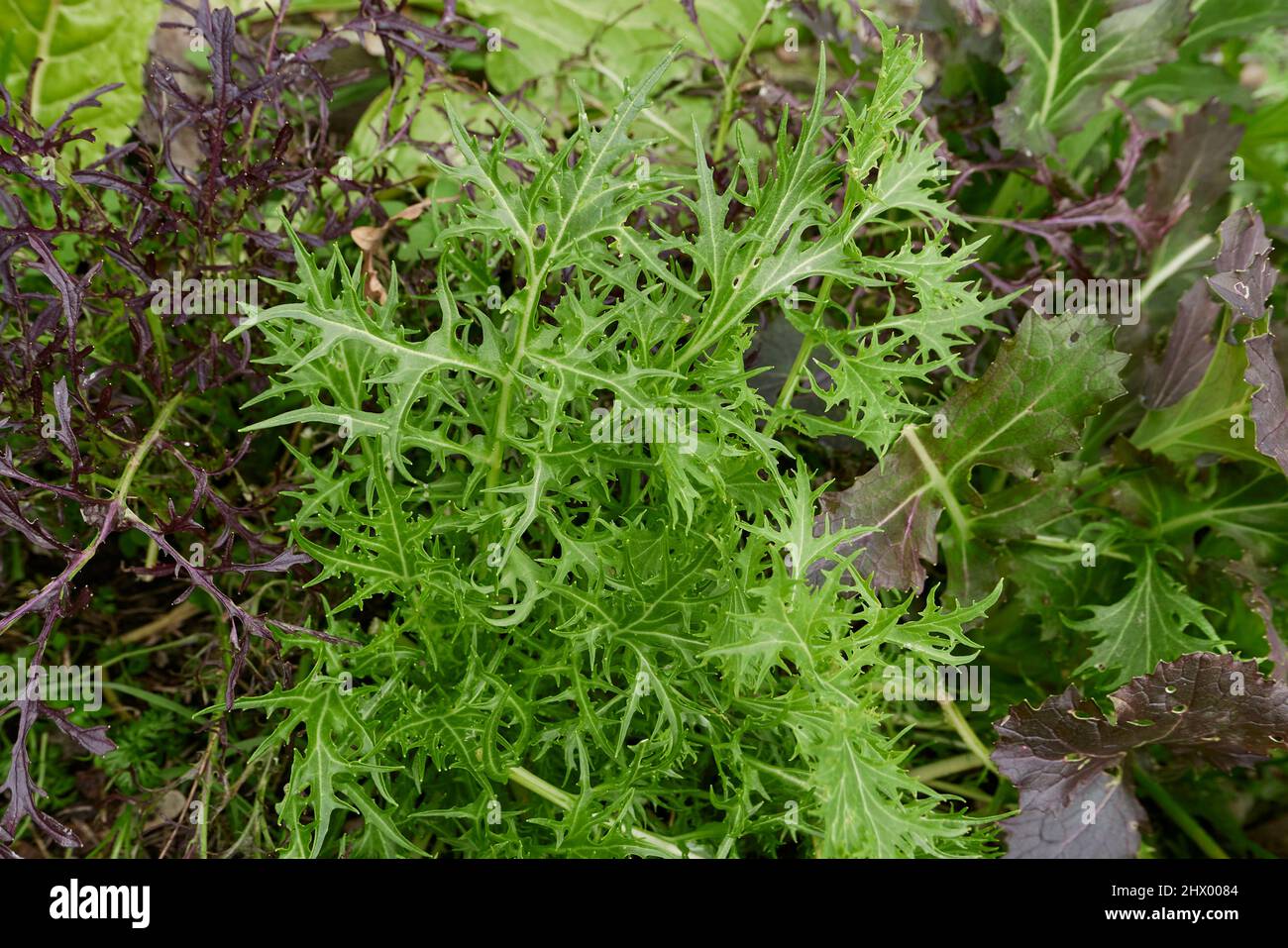 Brassica rapa var. Niposinica fresh leaves Stock Photo