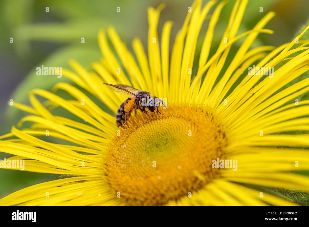 Honey bee pollen sac hi-res stock photography and images - Alamy