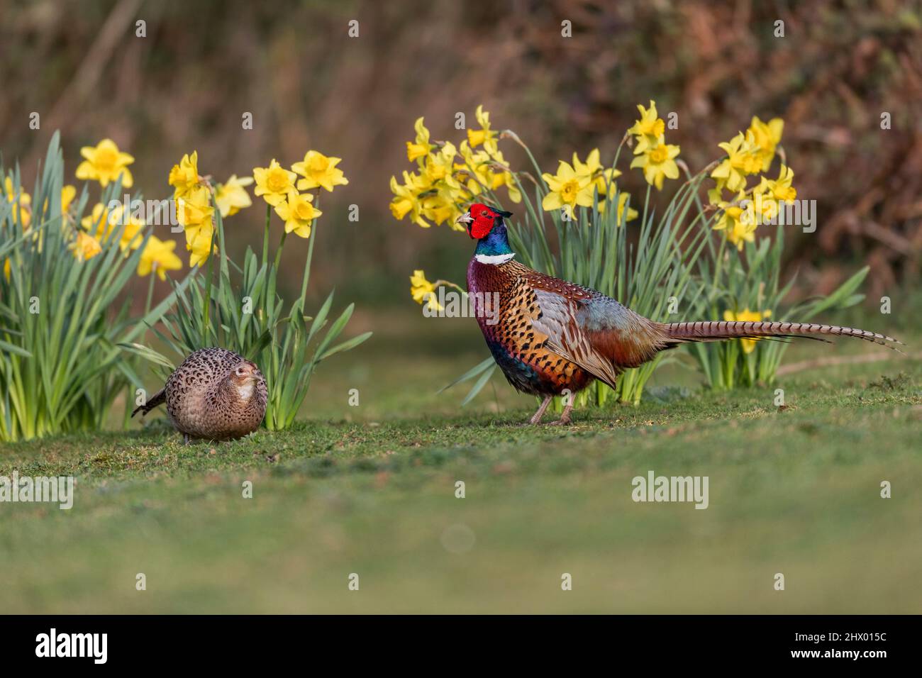 Pheasant; Phasianus colchicus; Pair; in Daffodils; UK Stock Photo