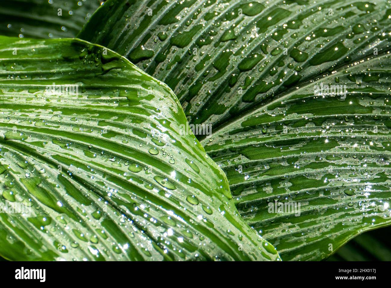 Water drops on leaves. Nature details Stock Photo