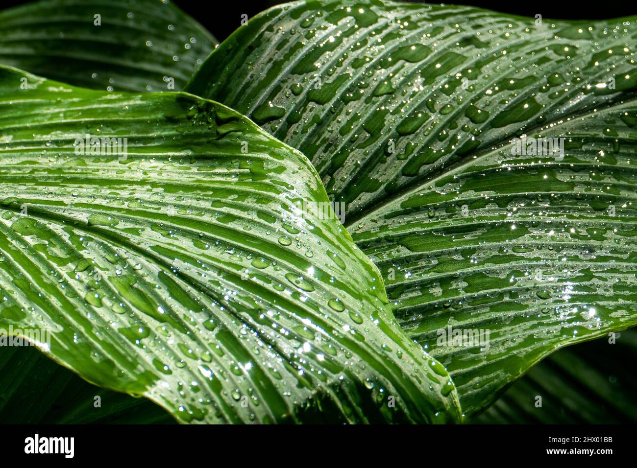 Water drops on leaves. Nature details Stock Photo