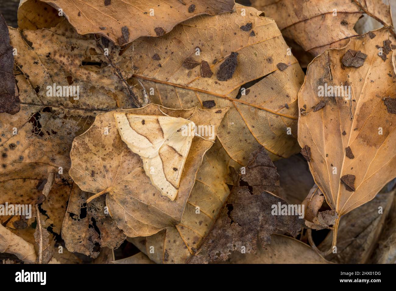 Scalloped Oak Moth; Crocallis elinguaria; on Fallen Leaves; UK Stock Photo