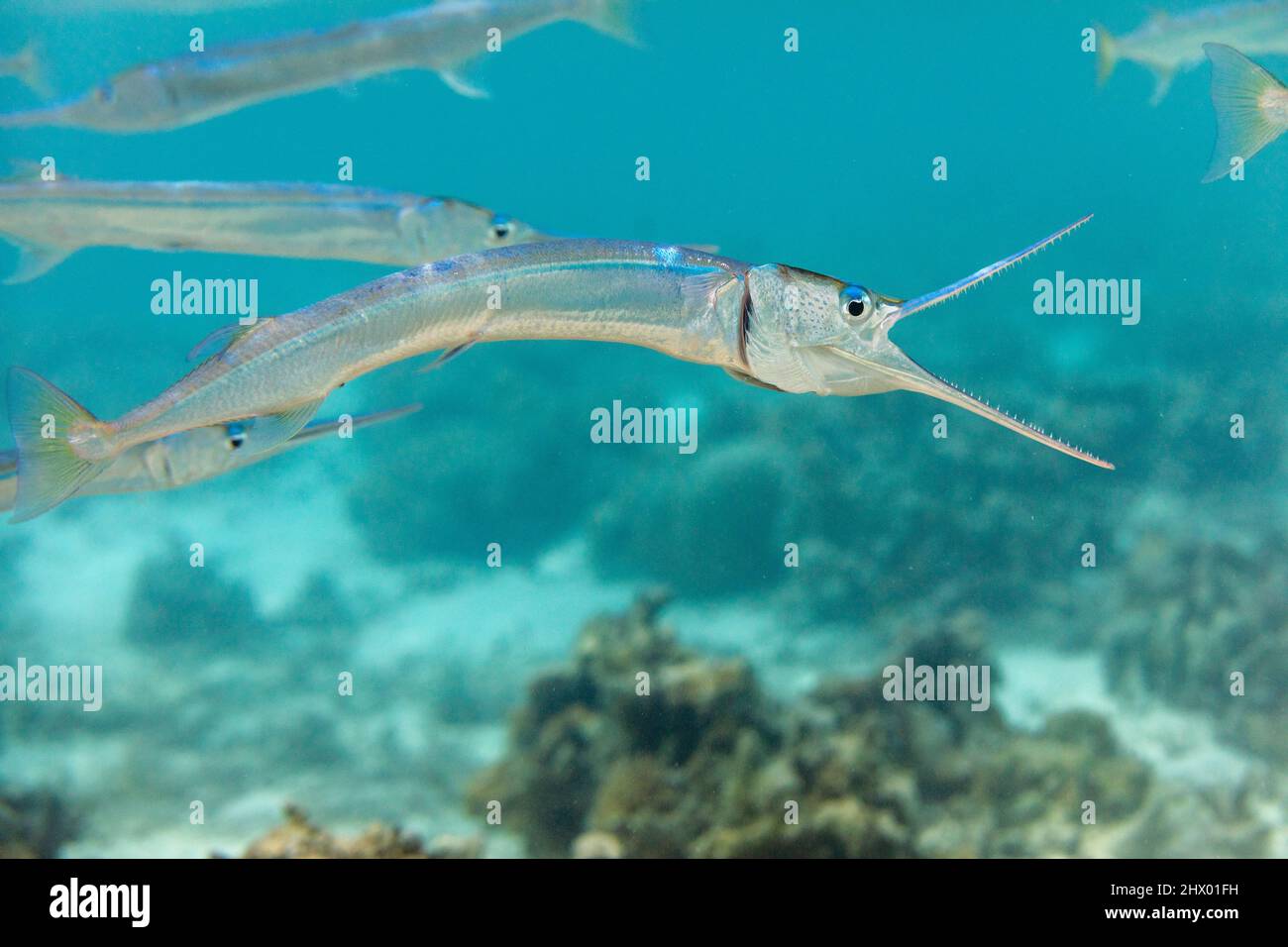 Schooling Needlefish; Platybelone argalus; Maldives Stock Photo