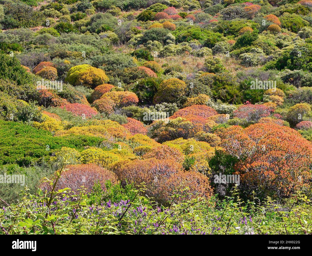 Euphorbia dendroides flowerng near Alghero, Sardinia, Italy Stock Photo