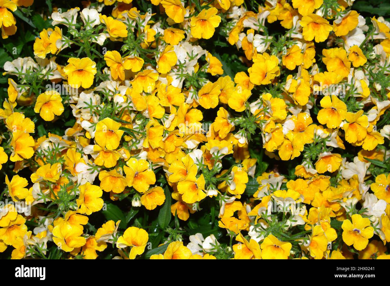 Yellow ranunculus close-up Stock Photo