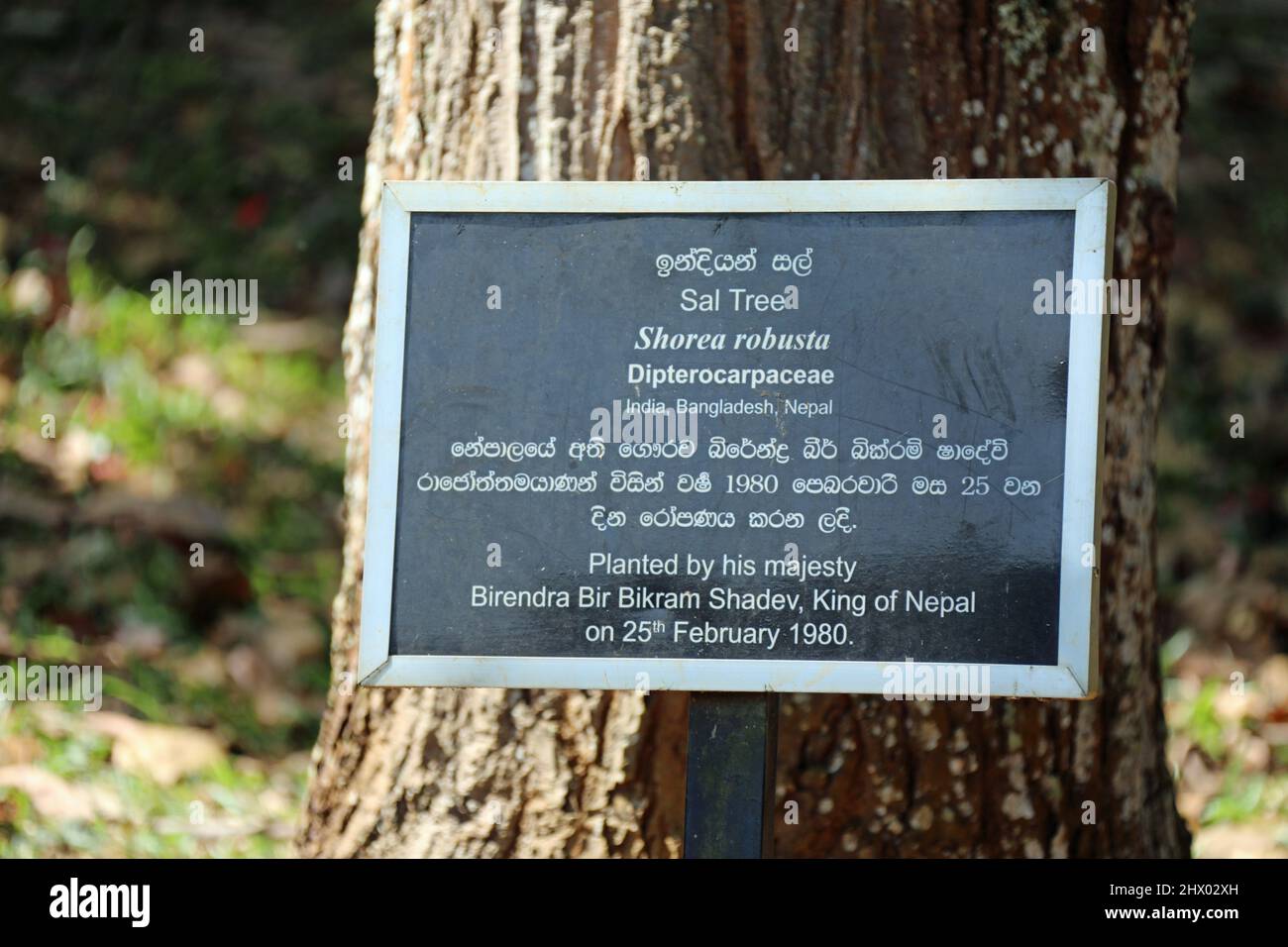 Sal tree planted in Sri Lanka by the King of Nepal in 1980 Stock Photo