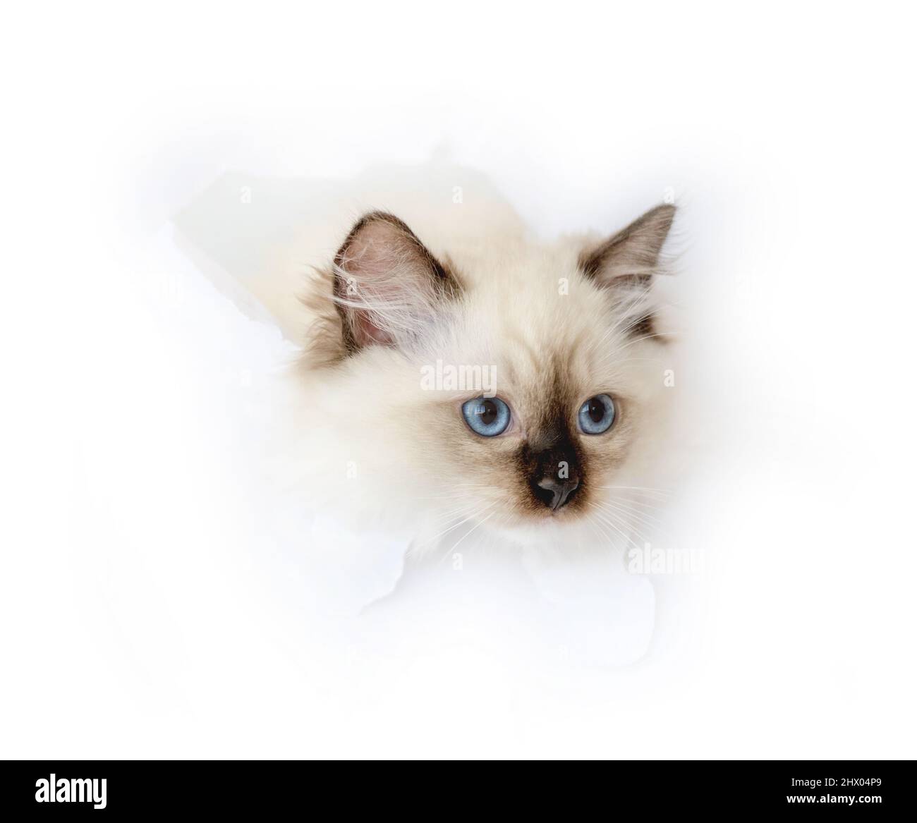Ragdoll kitty Cut Out Stock Images & Pictures - Alamy