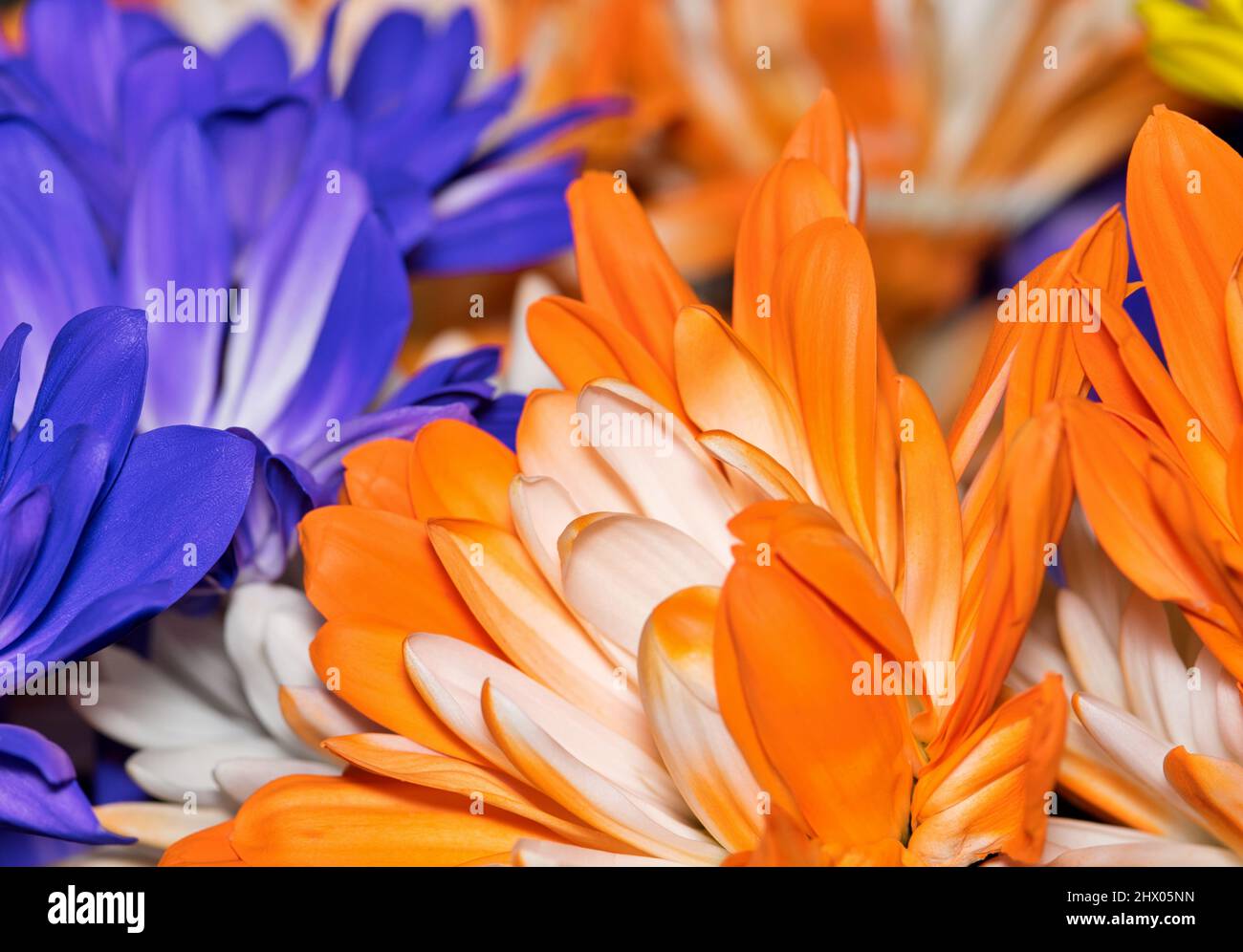 Chrysanthemum flowers bouquet abstract closeup with orange and purple