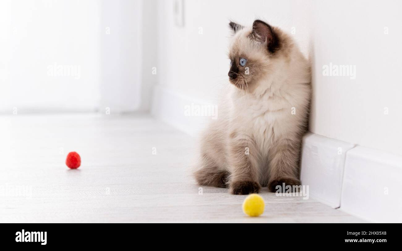 Kitten Ragdoll playing with toys Stock Photo Alamy