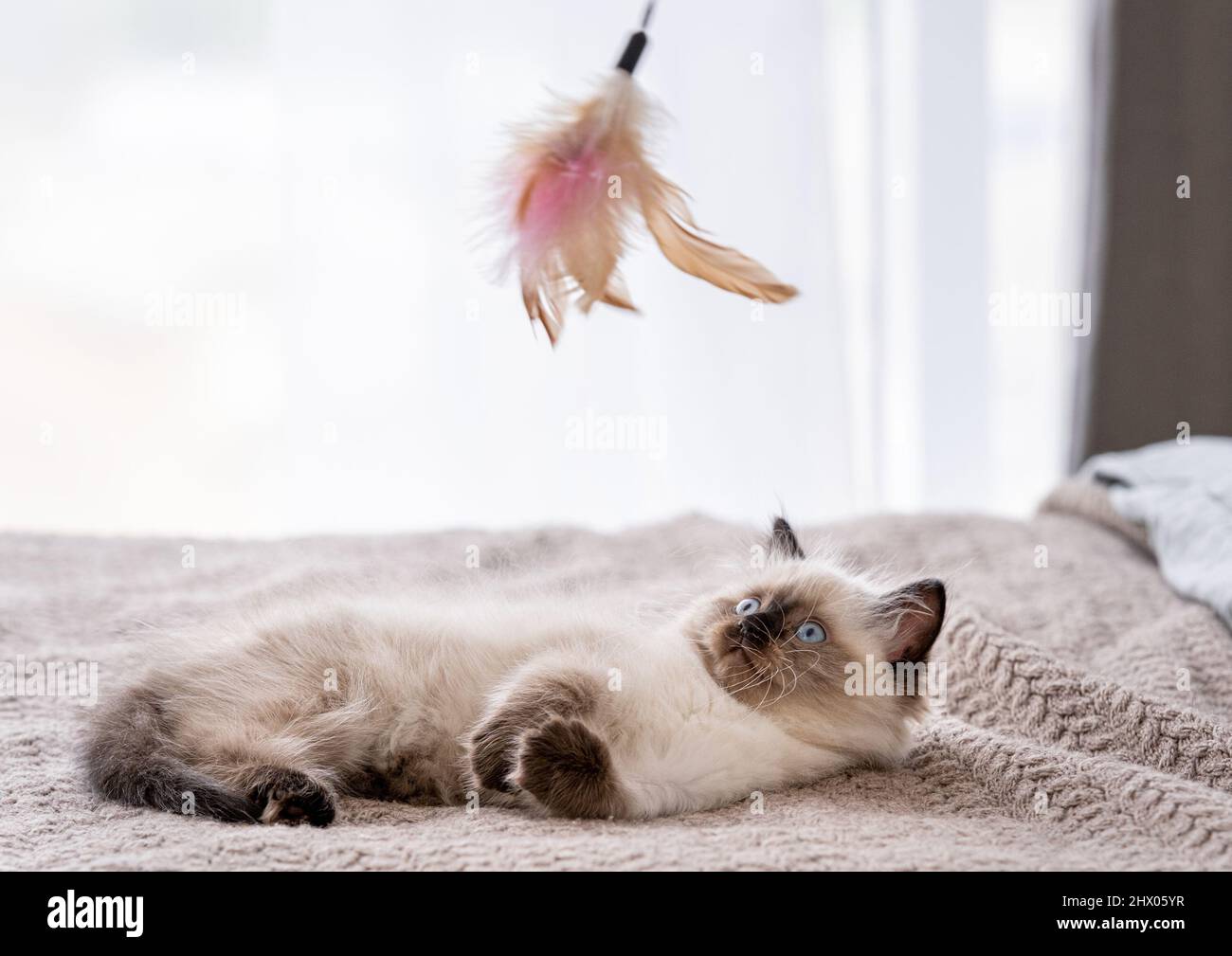 Kitten Ragdoll playing with toys Stock Photo Alamy
