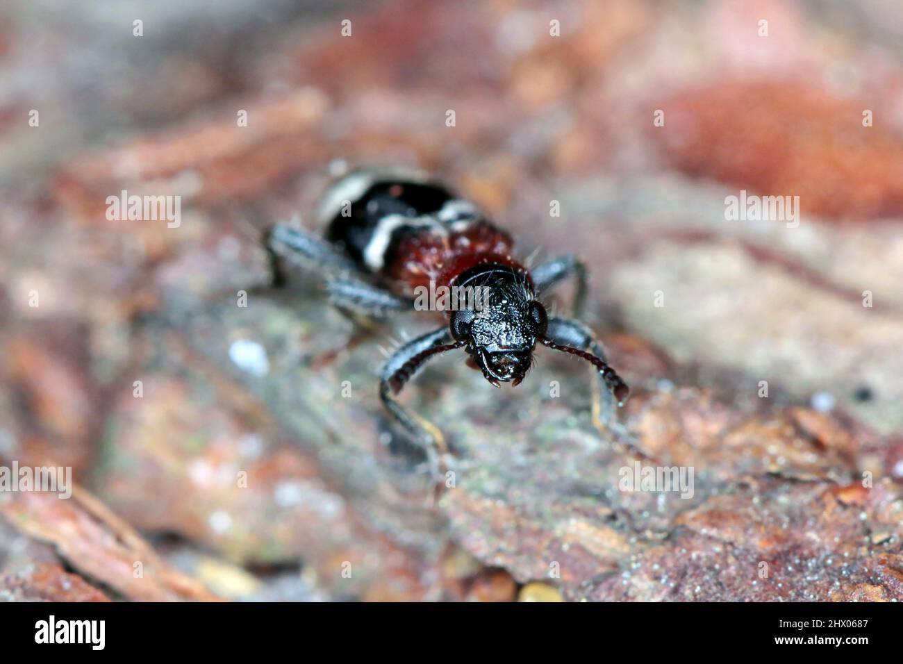 The ant beetle - Thanasimus formicarius, also known as the European red-bellied clerid Stock Photo