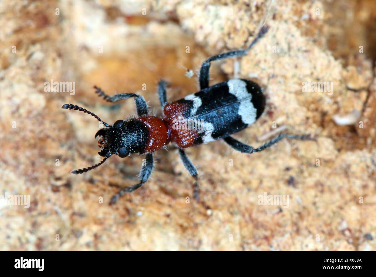 The ant beetle - Thanasimus formicarius, also known as the European red-bellied clerid Stock Photo